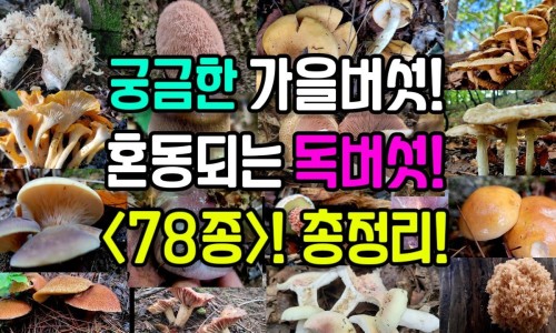 野扁豆根治什么病最好-野扁豆秧的功效与作用-专业陕北中药材野扁豆根功效平台-野扁豆别名